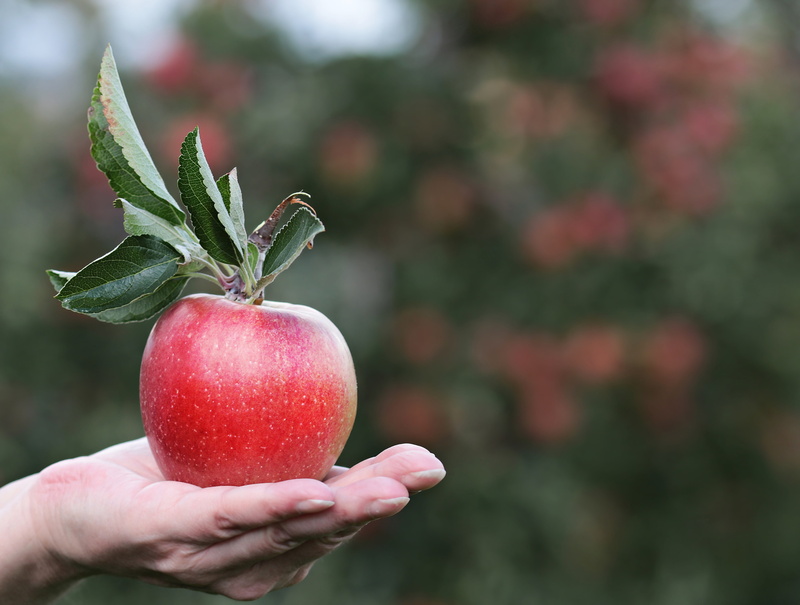 plant, red apple, sweet, person, healthy eating, day, orchard, outdoors, offer, ripe, human hand, hand, human limb, presentation, finger, apple trees, plant part