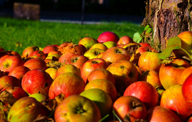 ripe, wellbeing, nature, land, garden, no people, apple tree, food, apple - fruit, grass, summer, healthy eating, close, kernobstgewaechs, autumn, day