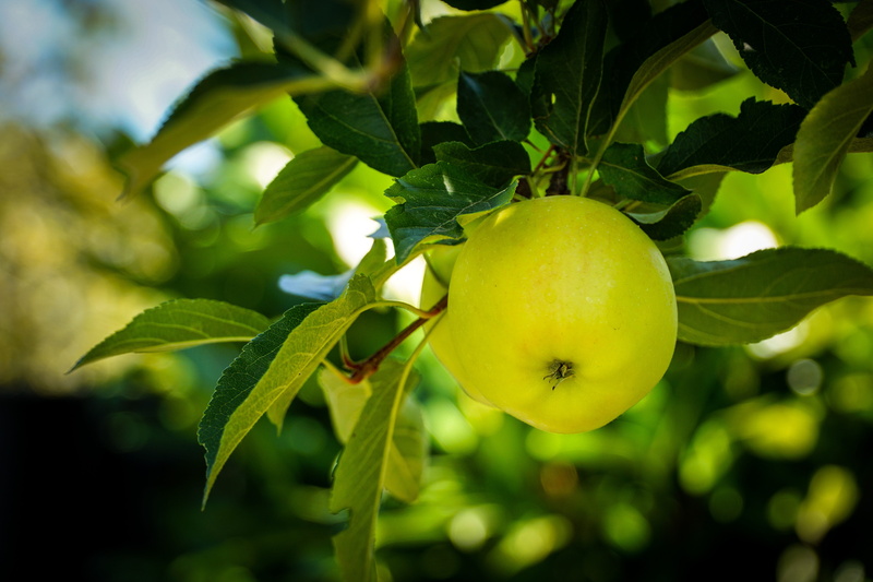 day, summer, bio, green color, apple - fruit, fruit, tree, beauty in nature, eat, fruit tree, wellbeing, ripe, vitamins, healthy eating, delicious, fruits