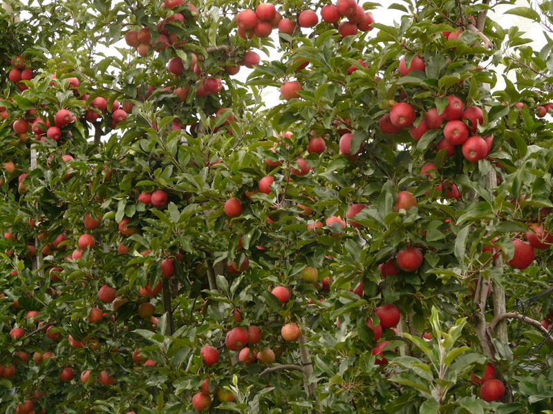 Orchard, apple, beauty in nature, plant, vitamins, autumn, healthy eating, no people, growth, ripe, outdoors, wellbeing, Fruit, healthy, Apple Tree, plant part