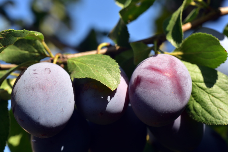 fruit, branch, healthy, plum tree, plant part, harvest, green color, nature, delicious, focus on foreground, day, freshness, wellbeing, stone fruit, agriculture