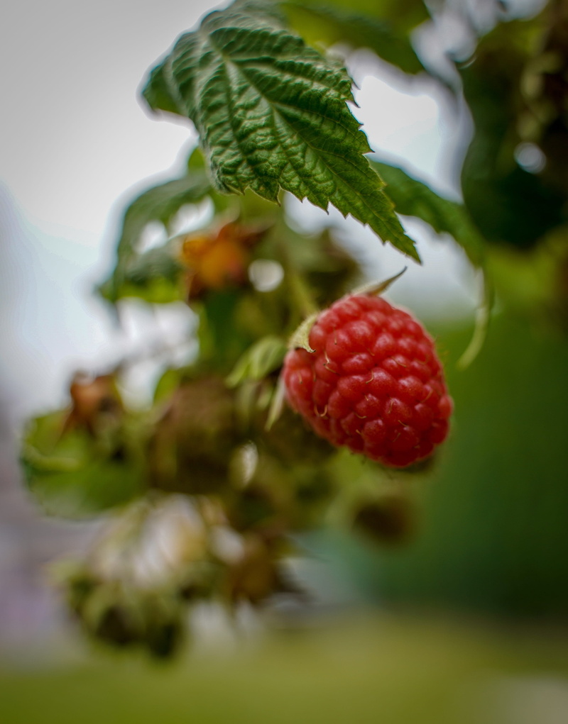 immature, wellbeing, ripe, food and drink, himbeerstrauch, red, raspberry, kernobstgewaechs, juicy, berry fruit, apple tree, delicious, green, orchard