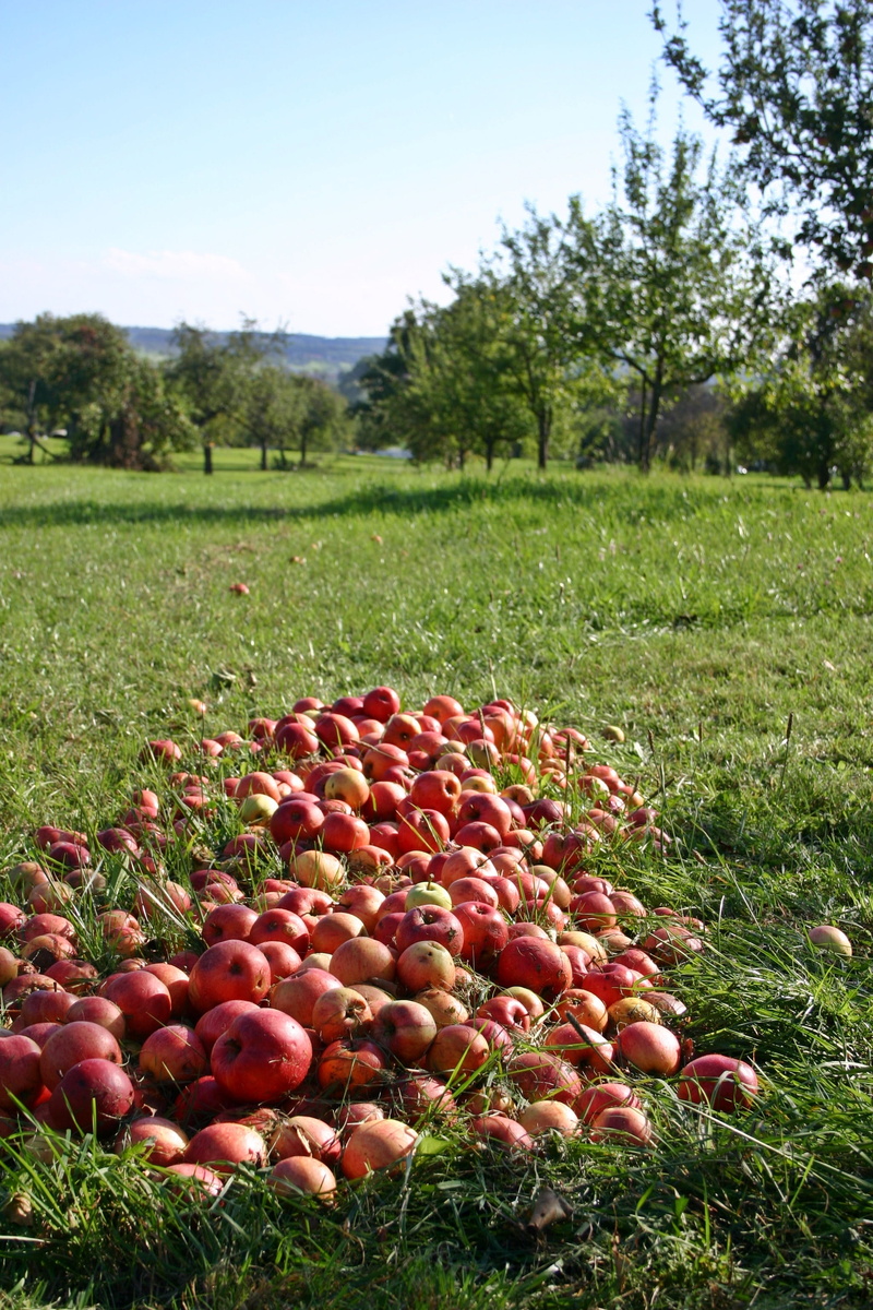 outdoors, fruit tree, land, growth, no people, nature, apple, green color, orchard, tree, nutrients, harvest, frisch, red, healthy, rural scene, scattered fruit trees