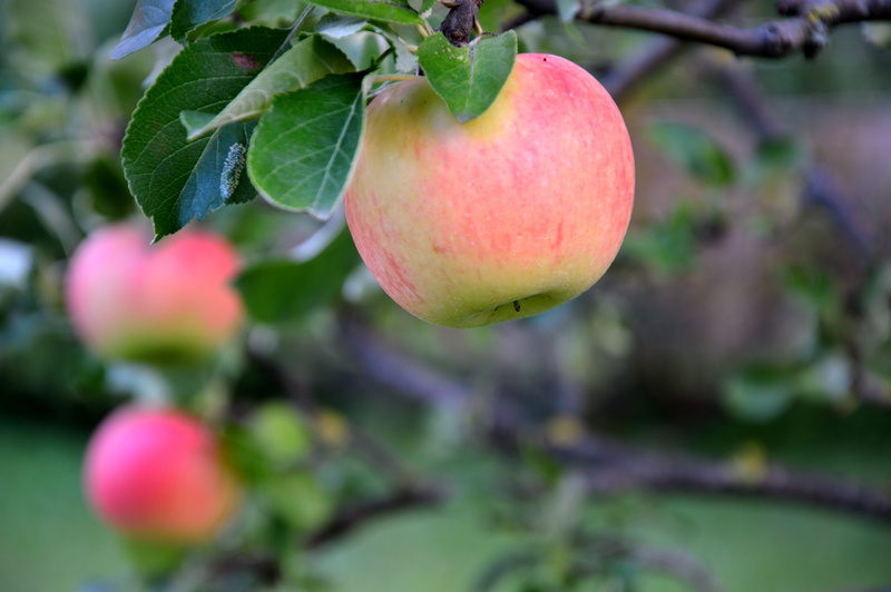 outdoors, plant, juicy, freshness, healthy, fruit tree, wellbeing, close-up, vitamins, leaf, apfelernte, 5K, food, plant part, healthy eating, growth
