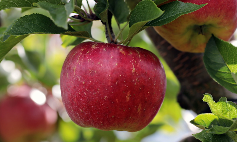 harvest, harvested, plant, branch, green, close-up, kernobstgewaechs, leaves, gardening, red, delicious, vitamins, apple orchard, outdoors, fruit, autumn