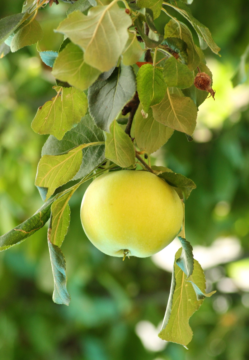 harvest, close-up, fresh, growth, freshness, branch, fruit trees, delicious, health, ripe, day, green, green color, plant part, tree, beauty in nature