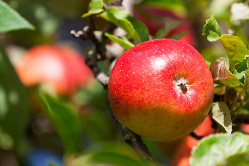 red, leaves, growth, Nature, tree, plant part, branch, no people, Fruit, wellbeing, autumn, Healthy, garden, food and drink, ripening, focus on foreground