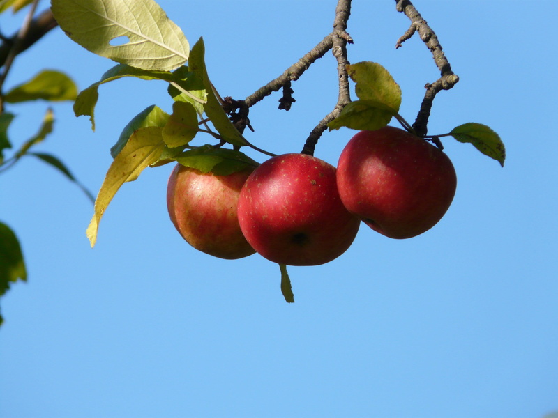 nature, growth, Fruit, branch, outdoors, tree, photography, plant part, low angle view, food, orchard, fruits, pick, healthy eating, angle, apple, 2K
