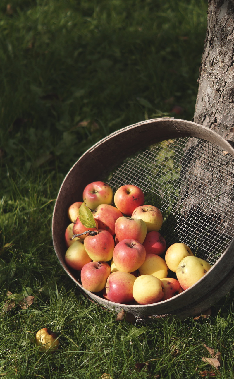 abundance, growth, bark, harvest, container, apple harvest, appletree, food and drink, garden, ripe, large group of objects, freshness, nature, land, apples