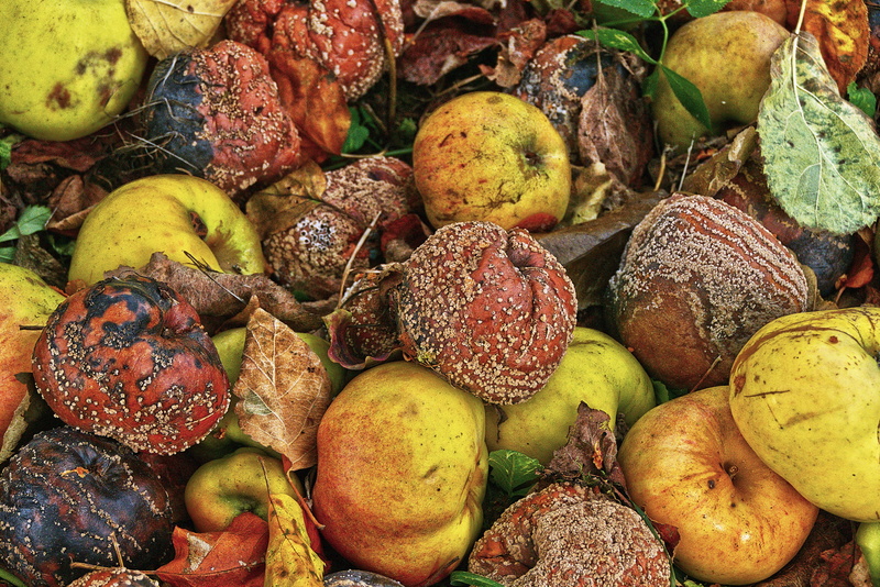 healthy eating, large group of objects, 5K, pome fruit, windfall, choice, of course, fruits, moldy, food, autumn, variation, high angle view, still life