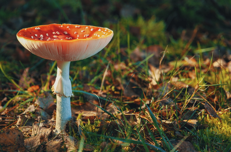 poisonous, vegetable, food and drink, nature, season, color, outdoors, growth, wild, fungus, day, edible mushroom, 4K, edible agaric, macro, plant, depth of field