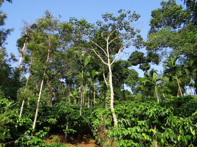 environment, branches, leaves, shady trees, india, coffee plantation, daytime, kodagu, lush foliage, tree, nature, rainforest, foliage, no people, forest