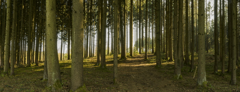 forestry, green Color, coniferous tree, 8K, landscape, land, tree trunks, trail, away, log, daytime, forest, nature recording, rise, tree trunk, trunk