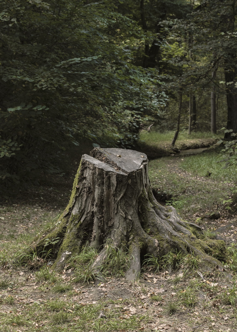 wood, cabin, root, building, woodland, munich, land, outdoor, no people, near, wood - material, germany, lumber, beauty in nature, tranquility, tree trunk