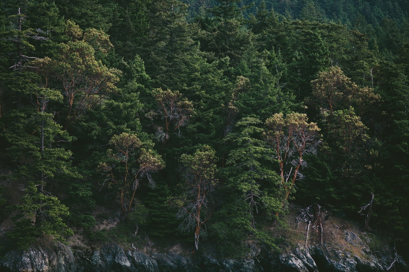 environment, ecology, pine trees, branches, environmental, land, scenics - nature, high angle view, foliage, tree, day, tranquility, bark, hills, rainforest