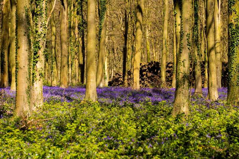 tranquility, no people, uk, tree trunk, field, landscape, Bluebells, green, tranquil scene, nature, purple, 5K, Woodland, tree, countryside, spring, woods