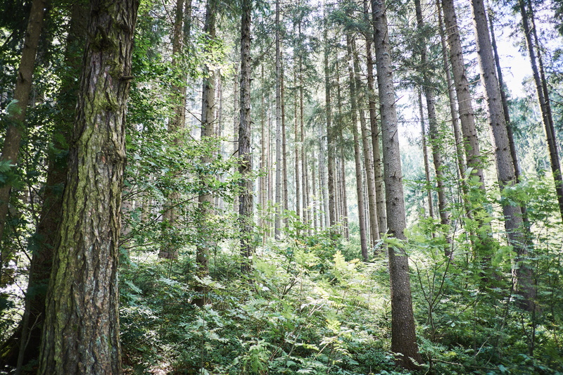 forests, plant, growth, green color, 5K, tranquility, angle, low, pine tree, leaf, tranquil scene, daytime, woodland, trunk, gray, tree trunk, green, photo