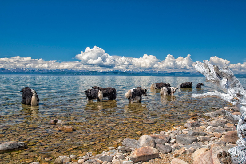 Grazing, rock, Fax, in the northern part of mongolia, fax lake, no people, sky, Yak, rock - object, large group of animals, animal, herbivorous, group of animals