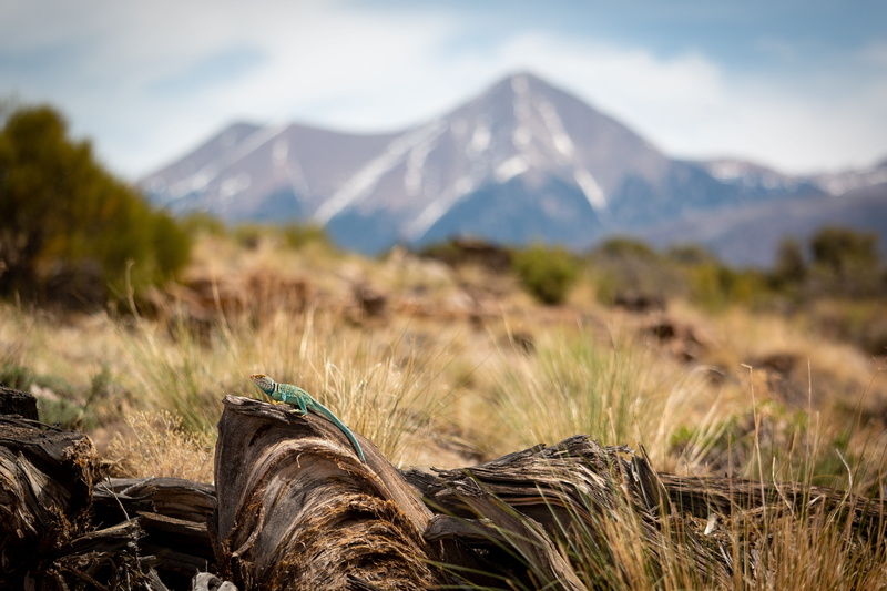 winter, spring, explore, snowcapped mountain, selective, green, beauty in nature, sky, lizard, outdoors, grass, blend, cloud, blue sky, environment, mountain range