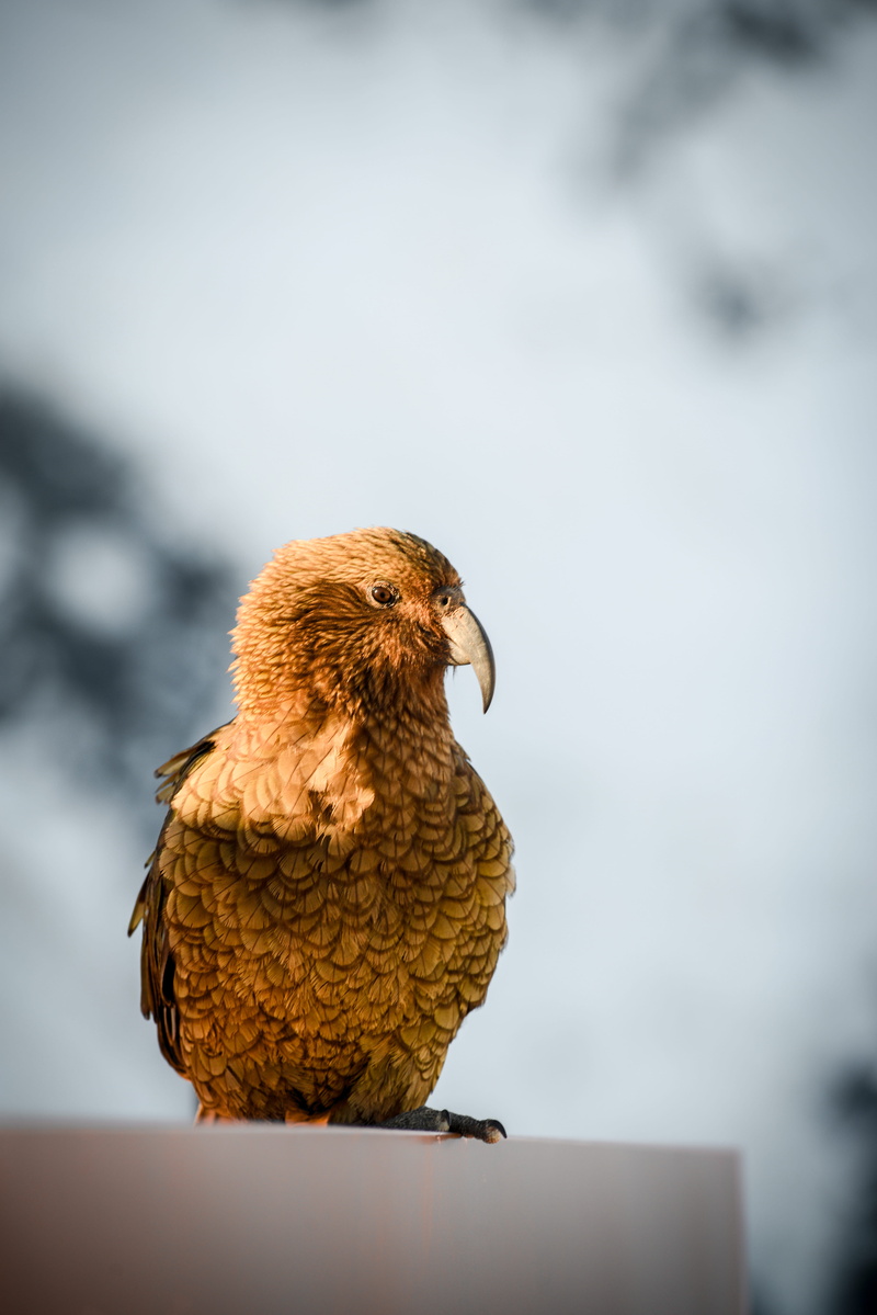 wildlife, world, alpine, blur, carnivore, close-up, no People, focus, curve, 5K, hawk - Bird, animal, animals In The Wild, eagle - Bird, bird of Prey