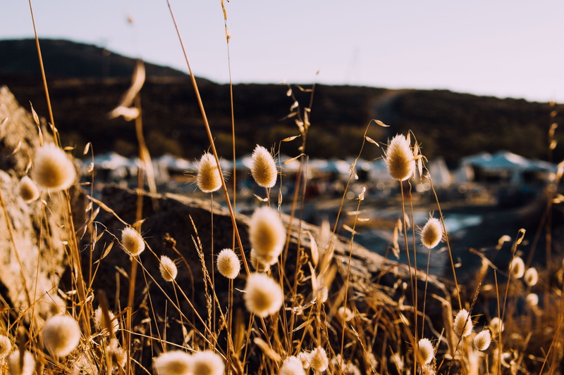 freshness, shallow, plants, beauty in nature, focus, day, outdoors, hillside, wheat, sunlight, photography, field, sunset, summer, close-up, beach, evening