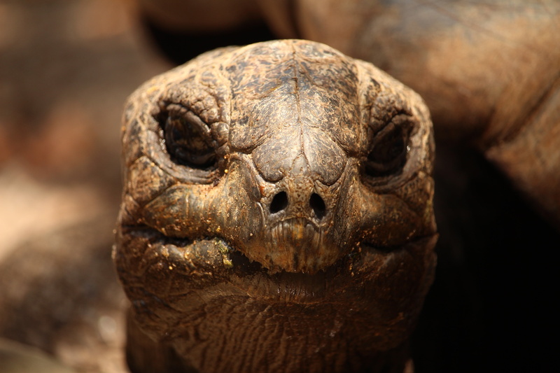 lighting, view, water, animals in the wild, vertebrate, turtle, 5K, sun, animal head, ocean, tortoise, zoo, indian ocean, animal, evening sky, heaven mood