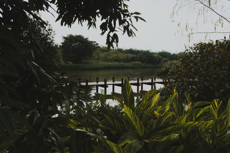 tranquility, brown, river, pier, sunset, rainforest, wood, green, trees, nature, leaf, growth, dock, day, farm, beauty in nature, lake, blossom, evening