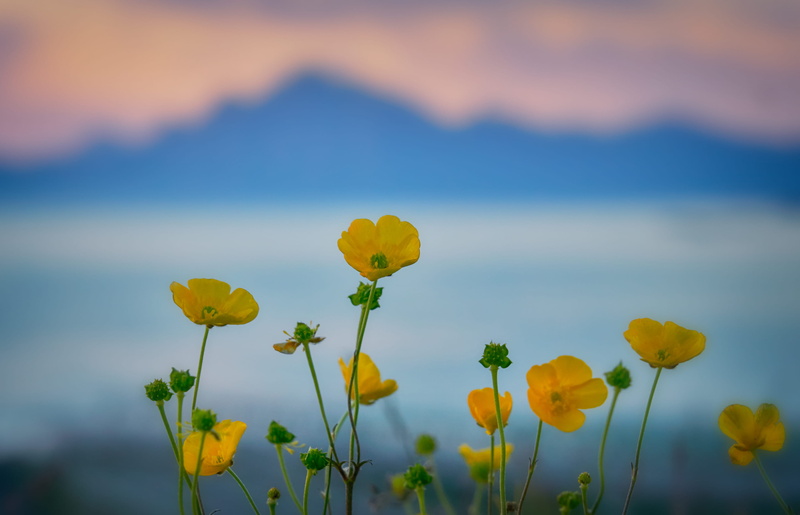 night, landscape, freshness, beauty In Nature, 2K, green Color, grass, selective, yellow, blur, blue, flora, photography, springtime, no People, pink and blue