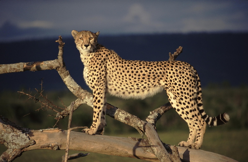 hunting, mammal, animal wildlife, feline, 1080P, Lookout, no people, Masai, spotted, Cheetah, one animal, nature, cat, undomesticated cat, focus on foreground