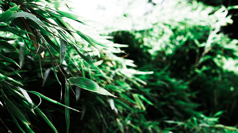 selective focus, nature, green color, beauty in nature, growth, ambient, 5K, forest, field, tranquility, coniferous tree, life, shady, plant part, green