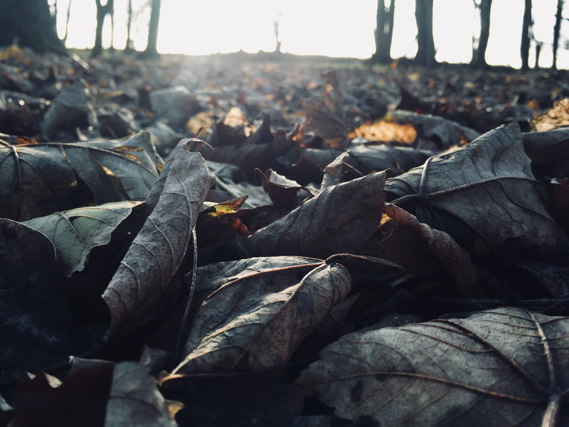 dry, falling, land, autumn, plant part, day, beauty in nature, plant, dried, ambient, tranquility, no people, focus on foreground, tree, 2K, close-up