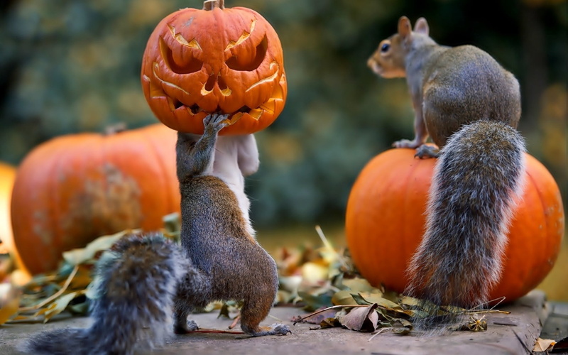 vertebrate, food and drink, orange Color, cultures, vegetable, food, two, autumn, pumpkin, no People, nature, cute, holiday, animal, animal themes, fruit