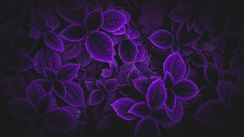 Photoshop, purple background, Desktopography, Seoul, 1080P, leaves, matte paint