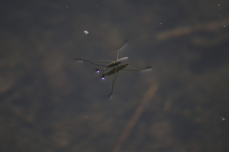 one animal, animal, day, air vehicle, outdoors, flying, close-up, waterfront, transportation, water striders, pond, animal themes, beauty in nature, animal wildlife