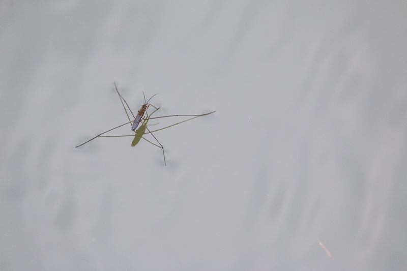 animal wing, one animal, 5K, animal themes, invertebrate, animals in the wild, animal, outdoors, waters, lake, mosquito, pond, idyll, animal body part