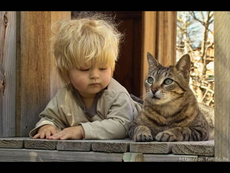 kidcat, kid, art, hd, entertainment, 480P, cat