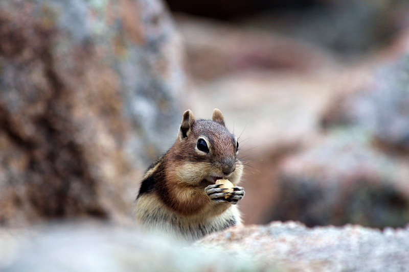animals In The Wild, colorado, Chipmunk, Aerial Tramway, holding, wildlife, photo, animal, estes, nature, park, food, brown, outdoors, cute, 5K, rodent