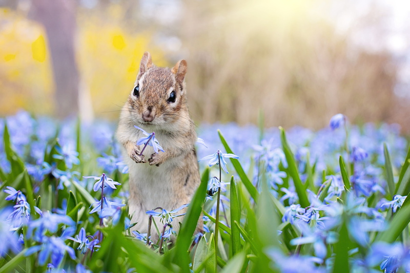 bloom, field, squirrel, snow, blossom, land, day, portrait, glory, beauty in nature, rodent, nature, holding, flowering plant, whisker, animal wildlife