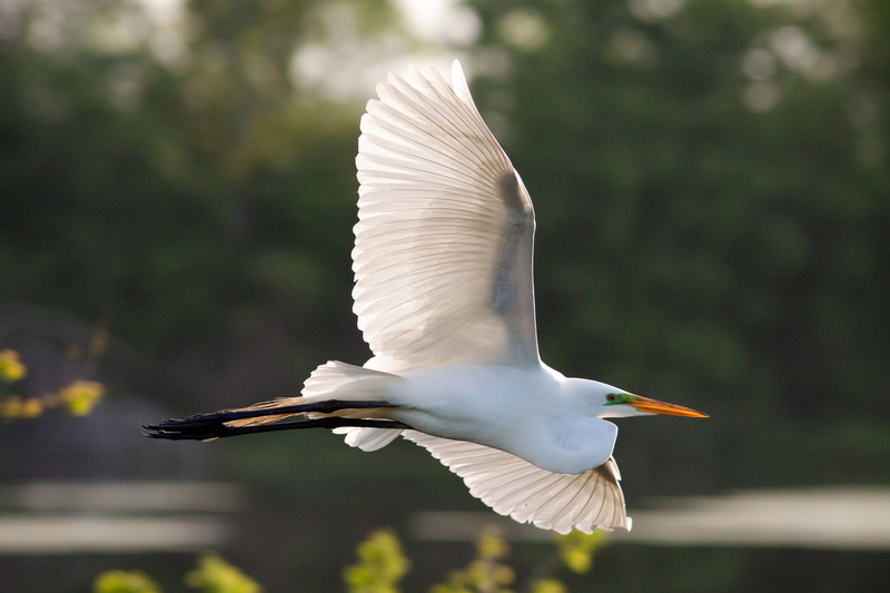 flying, water, white color, mid-air, spread wings, animal, vertebrate, wings, flight, sunlight, nature, flapping, neck, egret, focus on foreground, animal wildlife