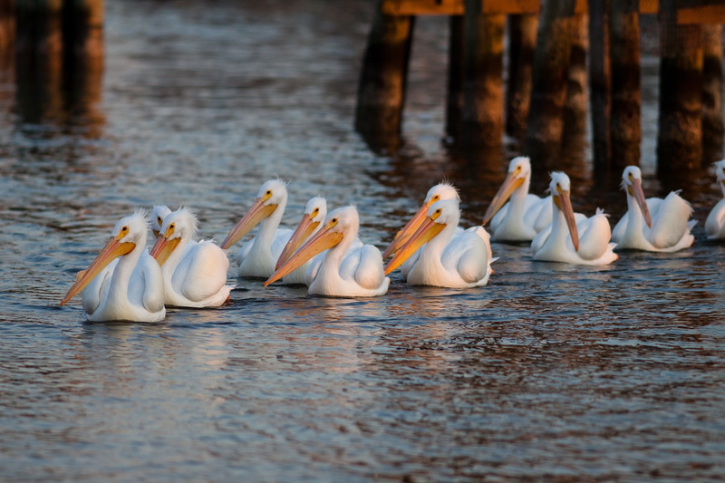 group, animal, nature, day, seabirds, row, white color, birds, pelicans, beauty in nature, outdoors, bird, white, aquatic, wood - material, 2K, formation