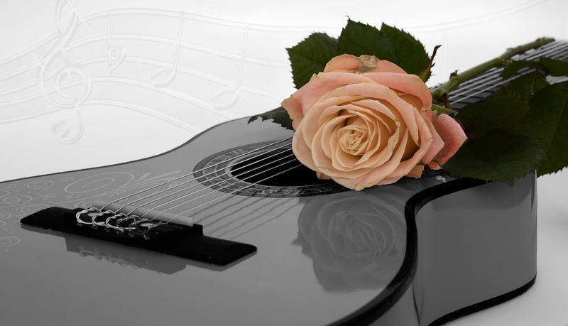 5K, gift voucher, close-up, backgrounds, inflorescence, sheet music, guitar, flowering plant, bunch of flowers, plant, bouquet, freshness, rose - Flower