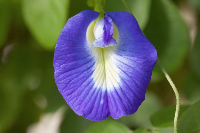 blue klitorie, growth, freshness, fabaceae, violet, outdoors, plant, vulnerability, green, botany, day, climbing ornamental plant, clitoria ternatea, flower head