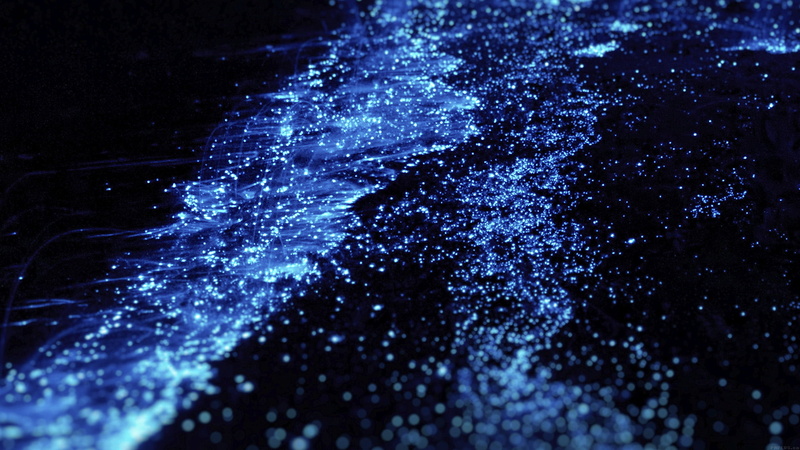 no people, untitled, nature, creativity, drop, glowing, dark, selective focus, abstract, night, water, Worms, close-up, indoors, illuminated, light - natural phenomenon