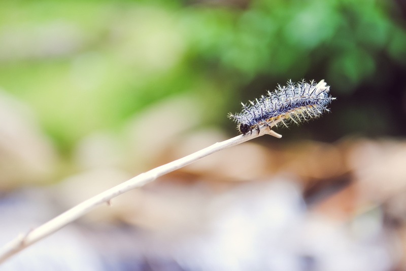 nature, beauty in nature, focus on foreground, insect, selective focus, no people, animal, growth, green color, zoology, close-up, animal body part, 2K