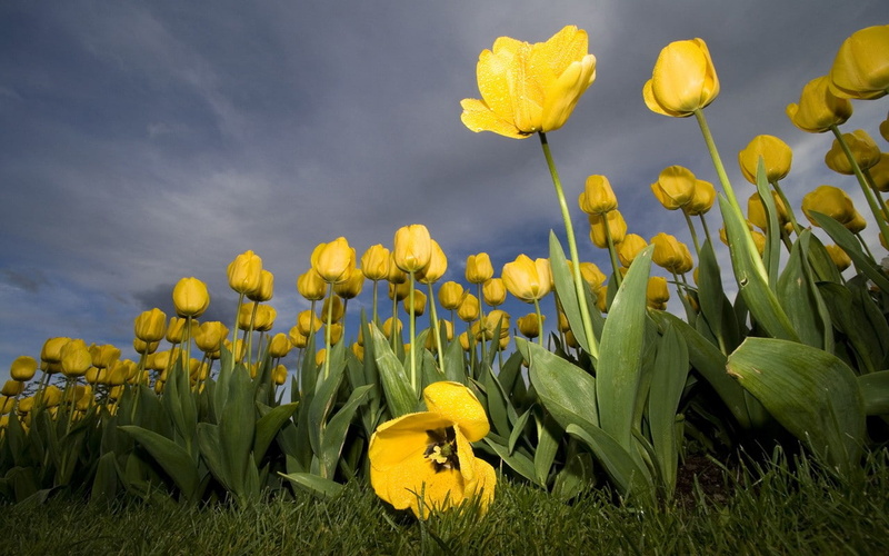 worms eye view, tulips, yellow flowers, 720P, flowers
