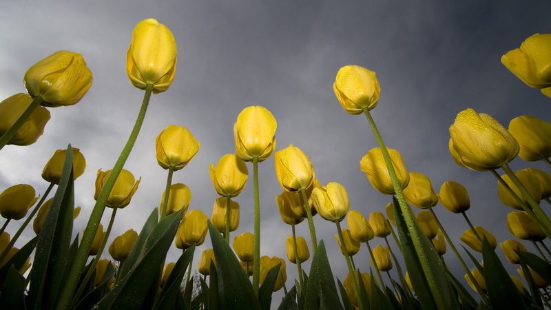 nature, tulips, 1080P, worms eye view, flowers