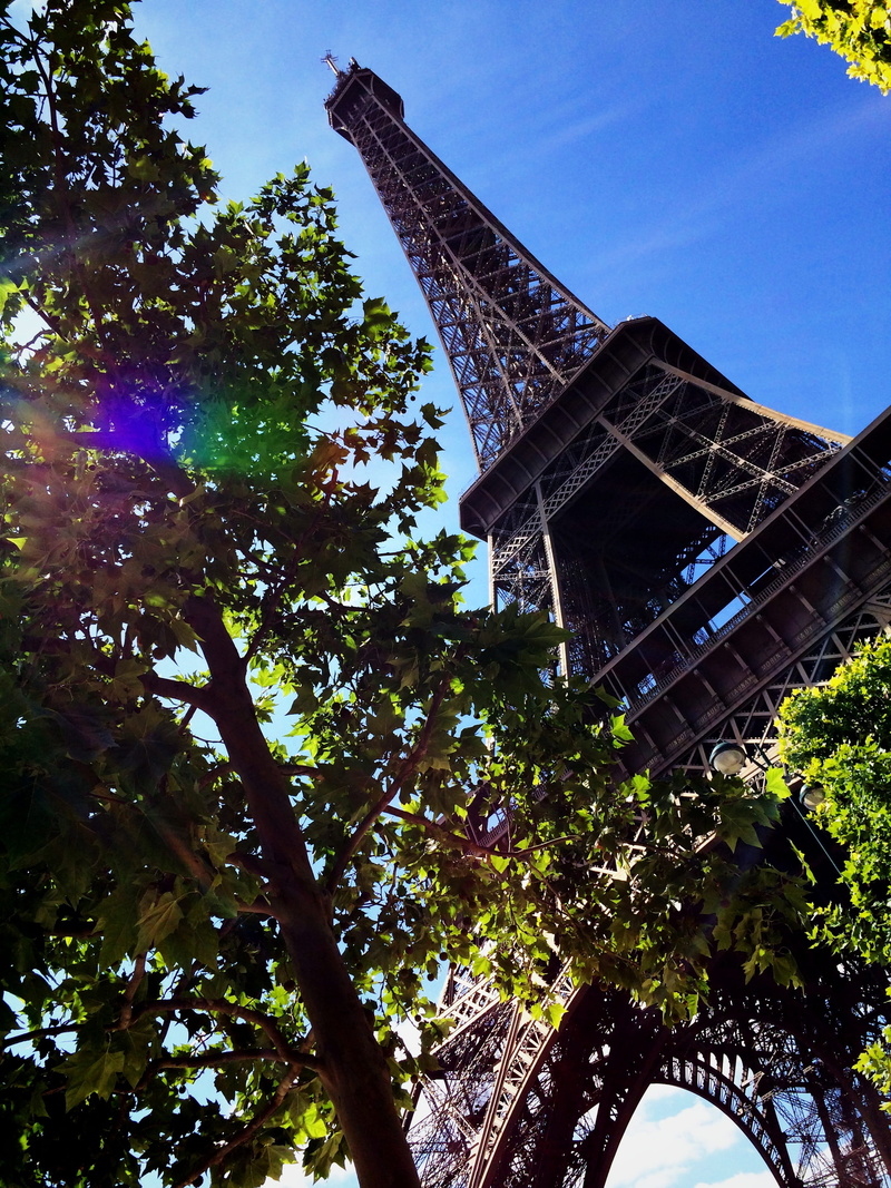 paris - France, architecture, eiffel, branch, brown, metal, tall - high, outdoors, built Structure, france, international Landmark, nature, Eiffel tower