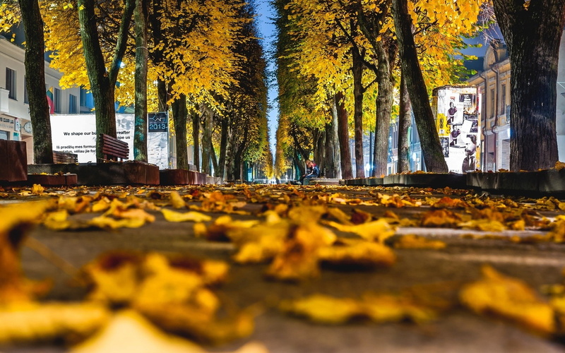 trees  Lithuania  Kaunas  fall  worms eye view  leaves  street, 1080P