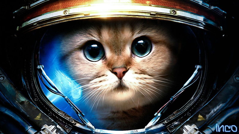 Starcraft II, cat, 720P