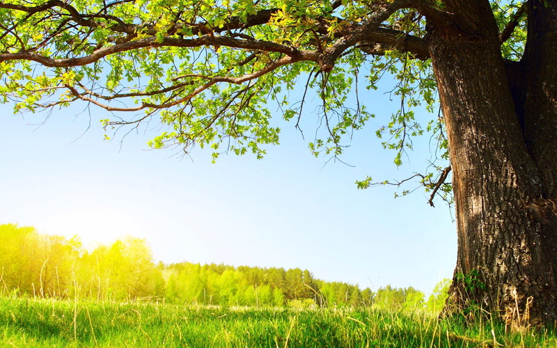 pretty, horizon, sunset, good, grass, beautiful, nice, gorg, day, beauty, 2K, dreaming, enchanting, leaves, amazing